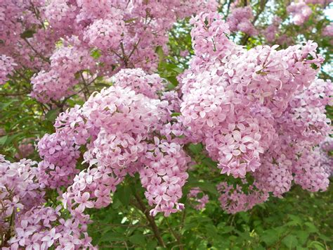 Lilac Bush - Just like in Grandma Cummerick's back yard
