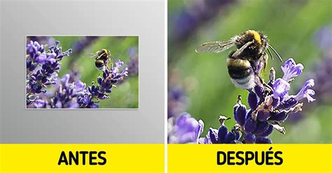 Cómo aumentar una fotografía sin perder calidad / Ideas En 5 Minutos