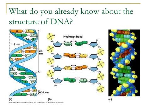 Image result for DNA Function