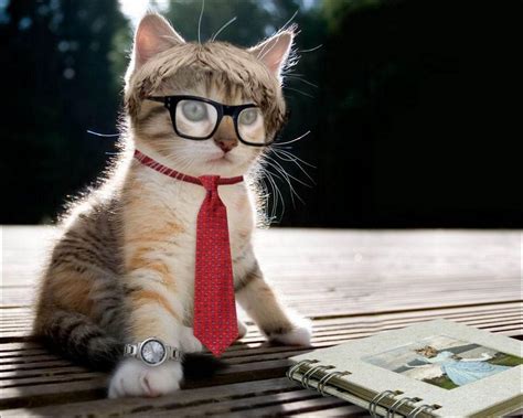 Cat with Glasses Wallpapers - Top Free Cat with Glasses Backgrounds ...
