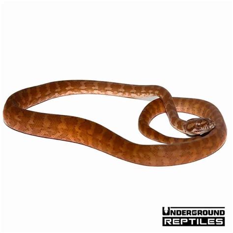 Image result for How Does Carpet Python Gave Birth