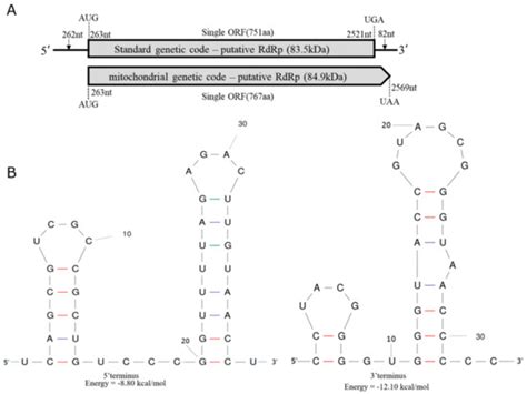 Molecular Characterization of a Novel Ourmia-Like Virus Infecting Phoma ...