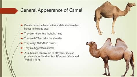 Camel’s digestive anatomy and physiology..pptx