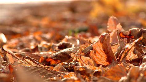 可商用视频素材之秋天落叶伤感枫叶怀旧唯美自然风景素材_哔哩哔哩 (゜-゜)つロ 干杯~-bilibili