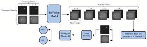 Image result for Cell Diffusion Model Kit