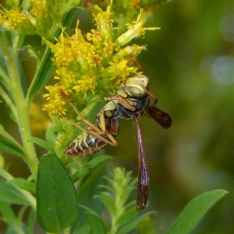 7 Different Types of Paper Wasps Explained
