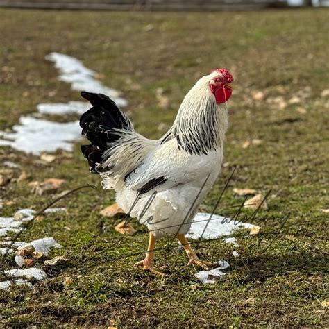 Columbian Wyandotte - Baby Chicks for Sale | Cackle Hatchery®