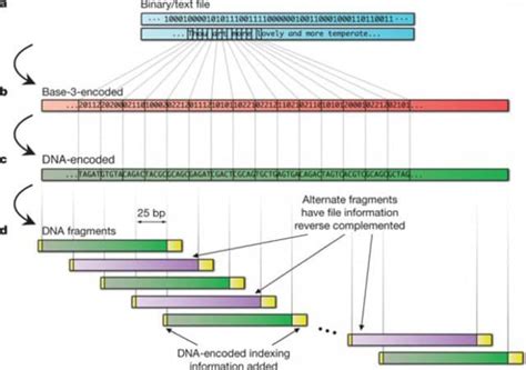 DNA Storage CodeChef Solution 的图像结果