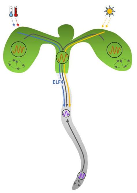 Post-Translational Mechanisms of Plant Circadian Regulation