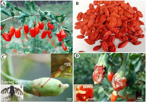 Transcriptome-Based Selection and Validation of Reference Genes for ...
