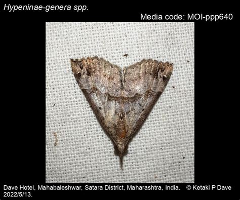 Hypeninae-genera spp. | Moths