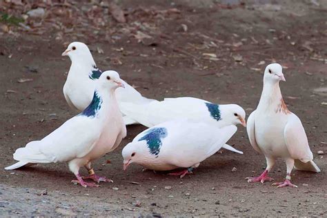 Dove vs. Pigeon: 10 Key Differences You Need to Know