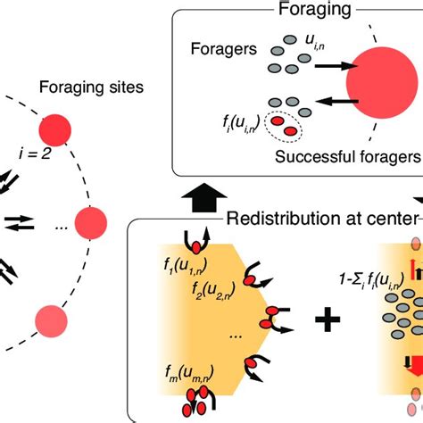 Image result for The Generalized Foraging Model