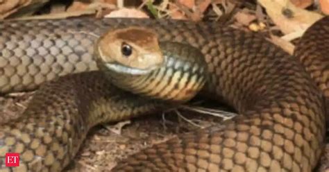 How a snake blacked out nearly 12,000 homes in the US - The Economic Times