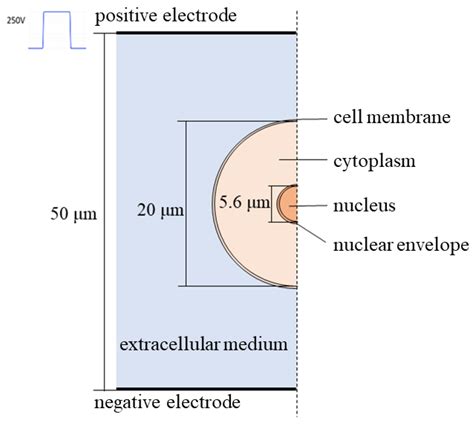 Simulation and Experimental Study on the Responses of Subcellular ...