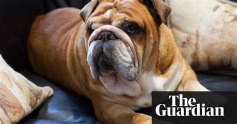 Dogs Getting into Pot 的图像结果