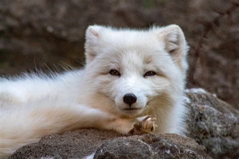 Baby Arctic Animals