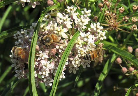 Asclepias fascicularis – Matilija Nursery
