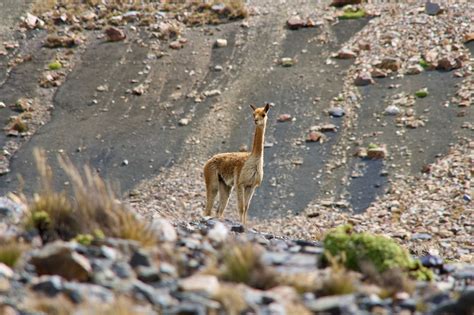 Reviving the Vicuña — LONG NOW IDEAS