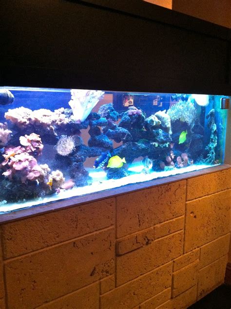 Image result for Colorful Fish Tank