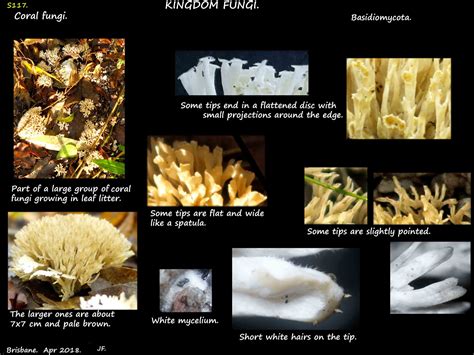 8 Club & coral fungi - Botany Brisbane