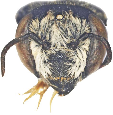 Megachilidae