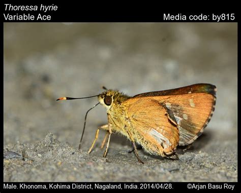 Thoressa hyrie | Butterfly