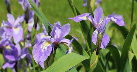 15 Plants That Attract Dragonflies - The Garden Magazine