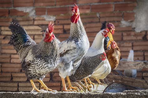 Do Chickens Fart: A Comprehensive Guide - The Poultry Feed