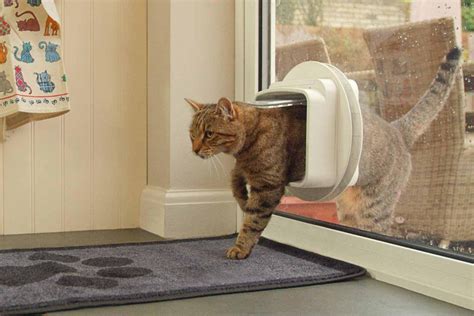 Cat Flap Installation: A Beginner's Guide