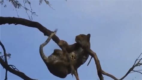 Image result for Jaguar vs Python