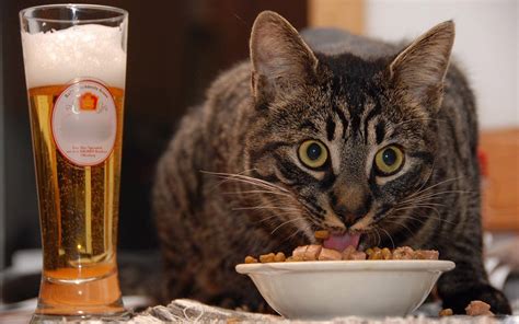 Download Funny Cat Eating And Drinking Wallpaper | Wallpapers.com