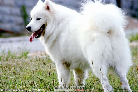 梦见白色的狗 周公解梦 - 解梦吧