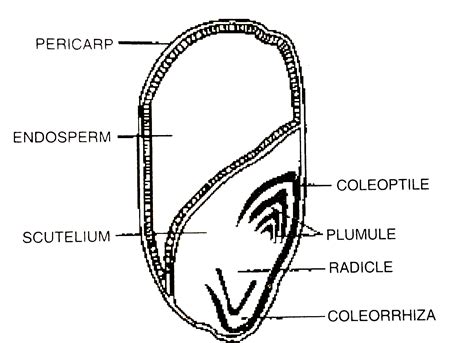 (a ) Draw a labelled longisectional view of an albuminous 'seed'· (b ...
