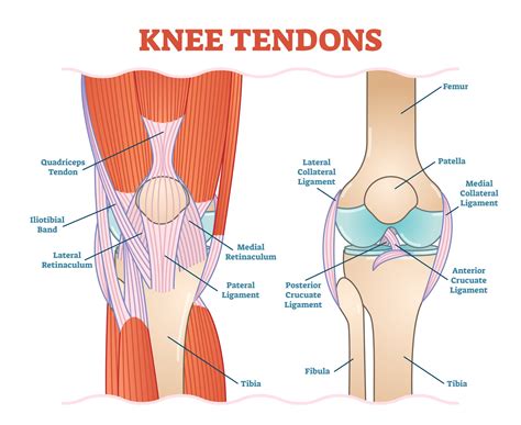 What Are The Most Common Types of Knee Surgery?