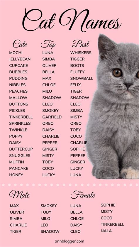 Cat Names: 400+ Ideas for Male & Female | Cute cat names, Cat names, Funny cat names