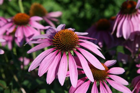 Echinacea purpurea – NutraWiki