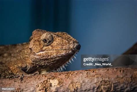 Image result for Popeye Bug