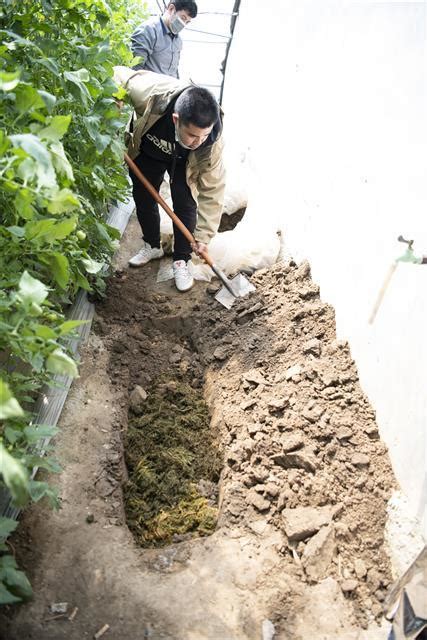 [农民日报]还是从前的“老味道”，科研人员研发集成高效阻控菜地面源污染技术模式，结出的番茄带我们回到小时候……_中国农业科学院