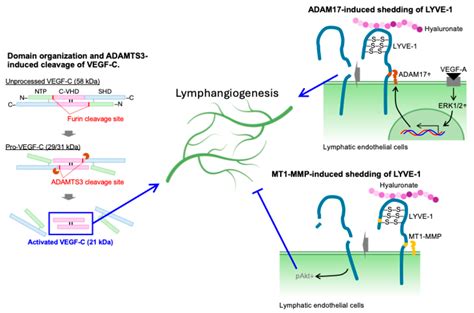 Limited Proteolysis as a Regulator of Lymphatic Vessel Function and ...
