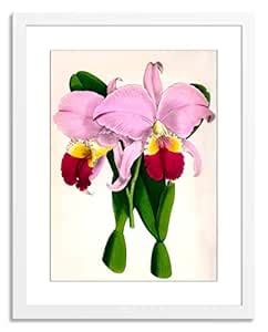 Gallery Direct Pink Cattleya Jamesiana Artwork on Paper with White ...