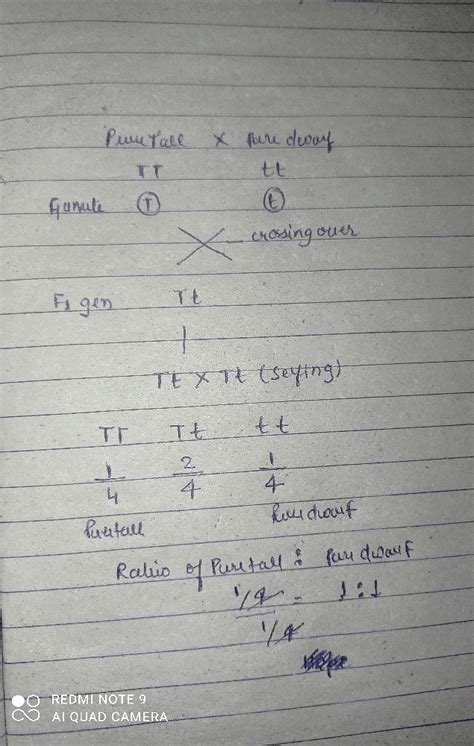 A pure tall pea plant is crossed with a pure dwarf peaplant. The ...