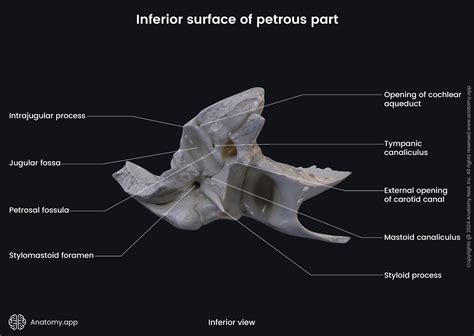 Temporal bone | Encyclopedia | Anatomy.app | Learn anatomy | 3D models ...