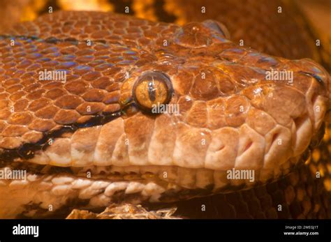 Image result for Reticulated Python Chien C. Lee