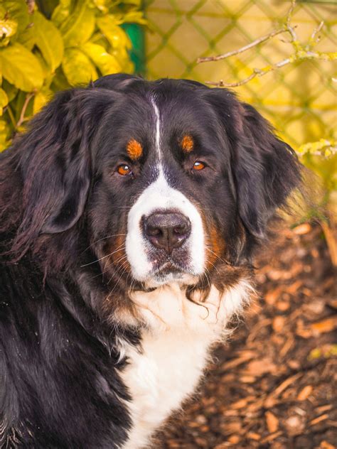 How Much Does a Bernese Mountain Dog Cost? A COMPLETE Guide