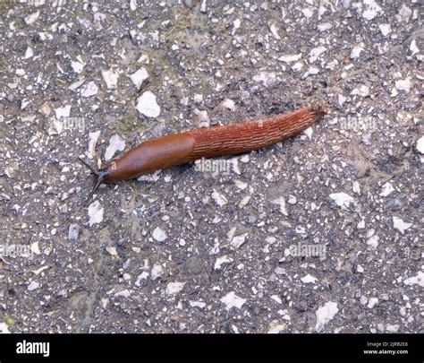 Snail without shell hi-res stock photography and images - Alamy
