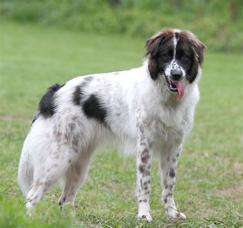 Bella (Karakatschan/Karakachan Dog) on Lush Green Field