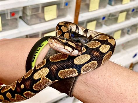 Image result for Java Python Snake