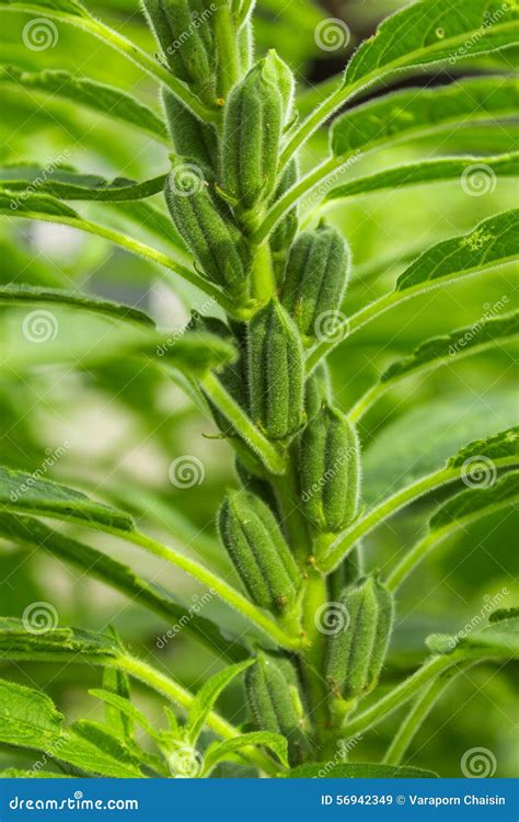 Sesame plant stock image. Image of herb, seed, blossom - 56942349