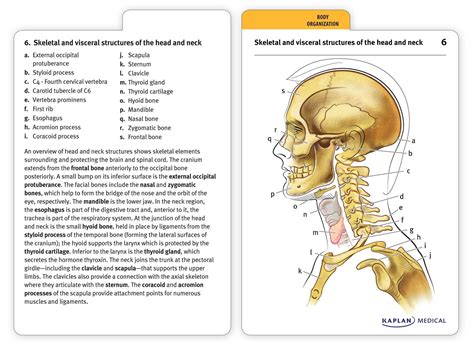 Anatomy And Physiology Flash Cards Free Printable | Anatomy Worksheets